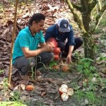 Petani kakao Lutim.ANTARA/HO-Suriani Mappong-1693396088
