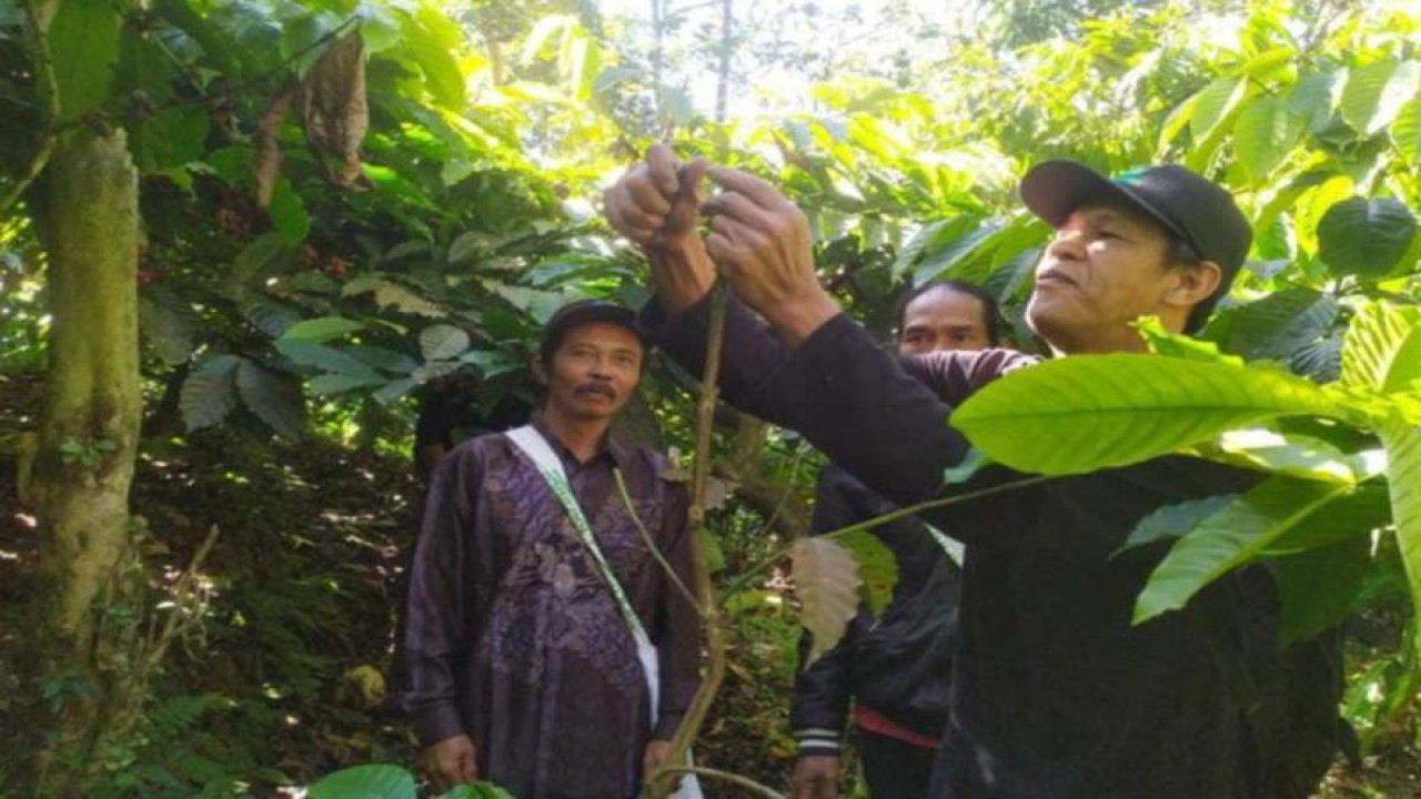Para petani kopi di Desa Kebakalan, Kabupaten Kebumen mengikuti pelatihan di Sekolah Kopi Gemawang Kabupaten Temanggung. ANTARA/HO - PSPPP UNS