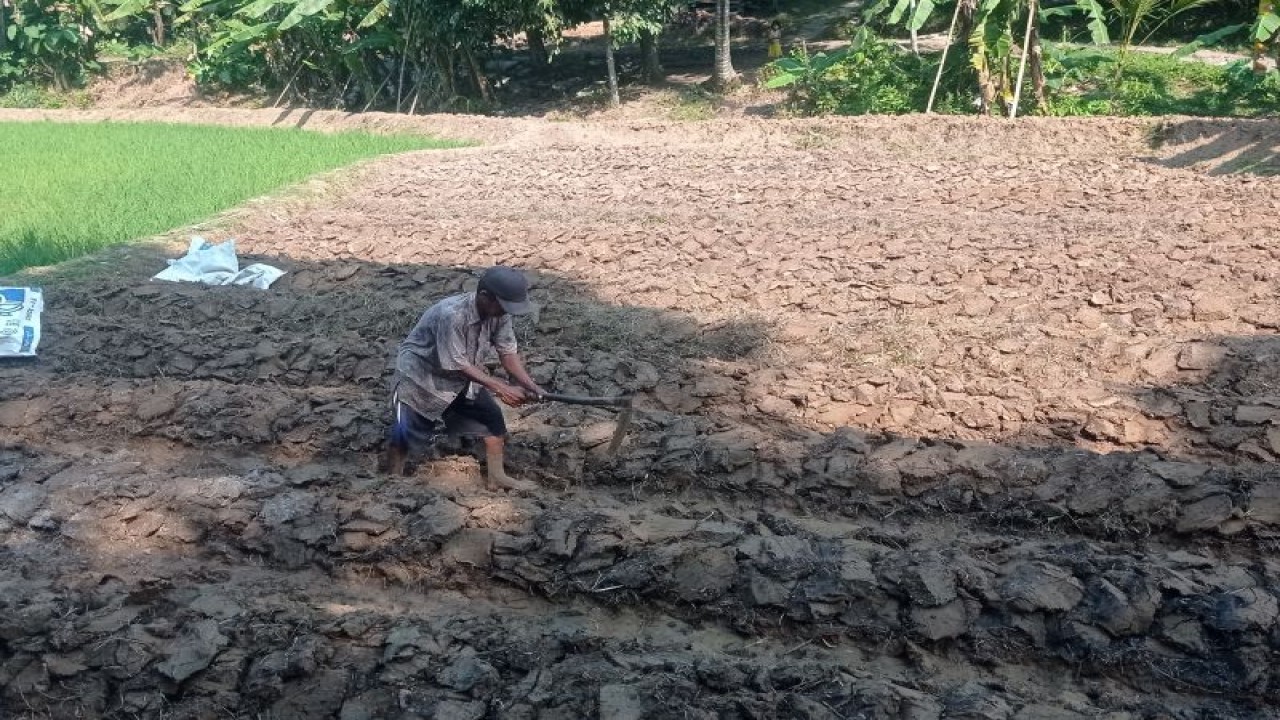 Petani di Blok Kanaga Kecamatan Warunggunung Kabupaten Lebak menanam ketimun seluas dua petak sawah karena menguntungkan selama musim kemarau.ANTARA/Mansur