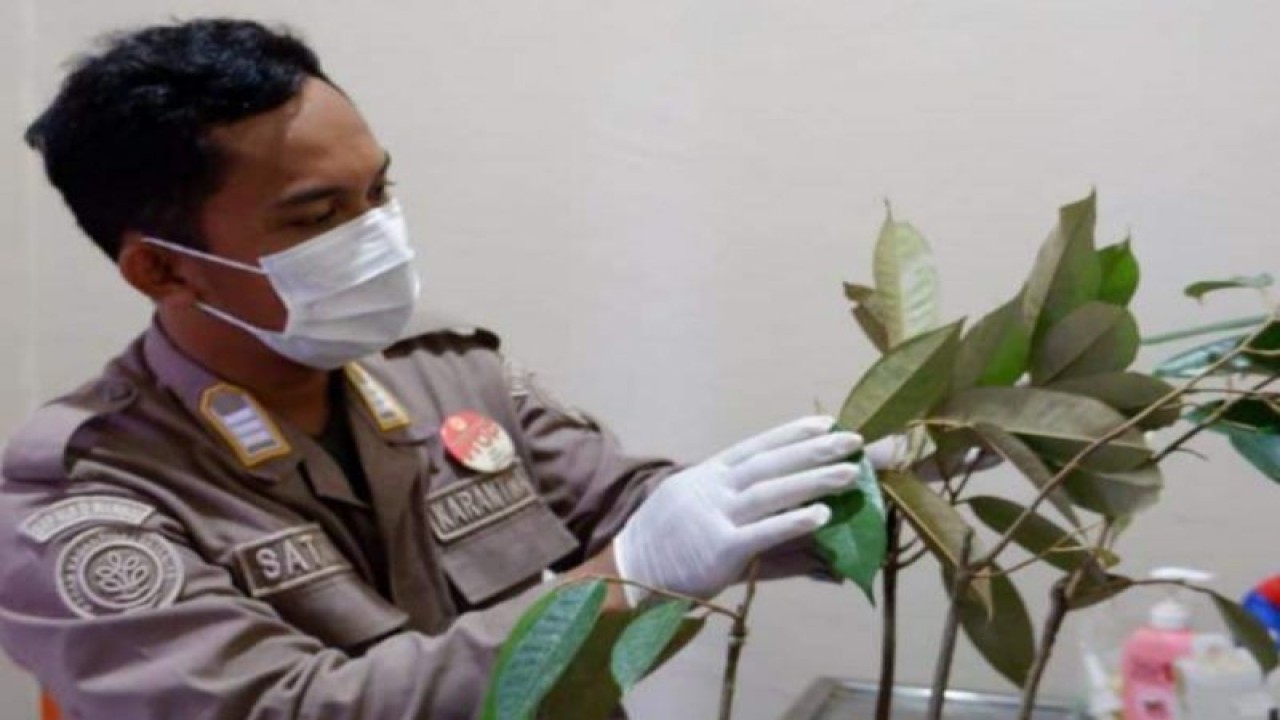 Petugas karantina pertanian Mamuju memeriksa sebanyak 30 batang bibit durian dari wilayah Sulbar yang akan dipasarkan di Provinsi Kaltim melalui pelabuhan Mamuju, Selasa (14/8/2023) ANTARA Foto/ M Faisal Hanapi