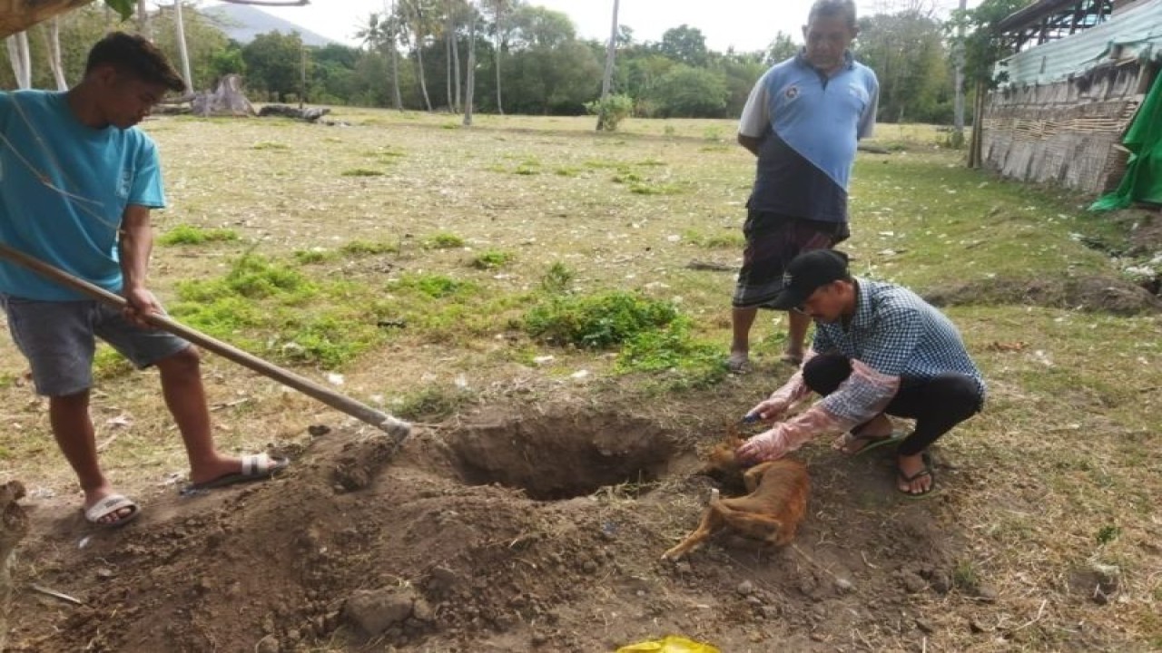 Petugas saat mengecek sampel gigitan anjing rabies di Kabupaten Dompu, NTB, Rabu (16/8/2023)(FOTO ANTARA/Humas Polres Dompu)