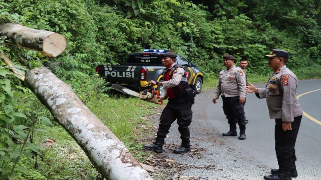 Suasana saat para personel kepolisian membersihkan pohon tumbang di jalan lintas Liwa-Krui Kabupaten Lampung Barat, Provinsi Lampung . (ANTARA/HO-Humas Polres Lampung Barat)