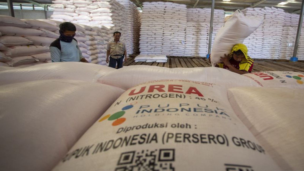 Pekerja mengangkut pupuk urea di gudang lini 3 Jatibarang pupuk Kujang, Indramayu, Jawa Barat, Rabu (12/7/2023). . ANTARA FOTO/Dedhez Anggara/nym.