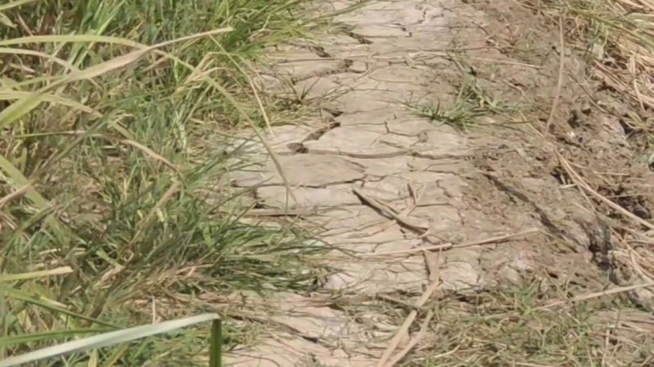 Kondisi lahan sawah yang retak-retak di Rorotan, Cilincing, Jakarta Utara akibat kekeringan pada Kamis (10/8/2023). ANTARA/HO-Jurnalis Jakarta Utara