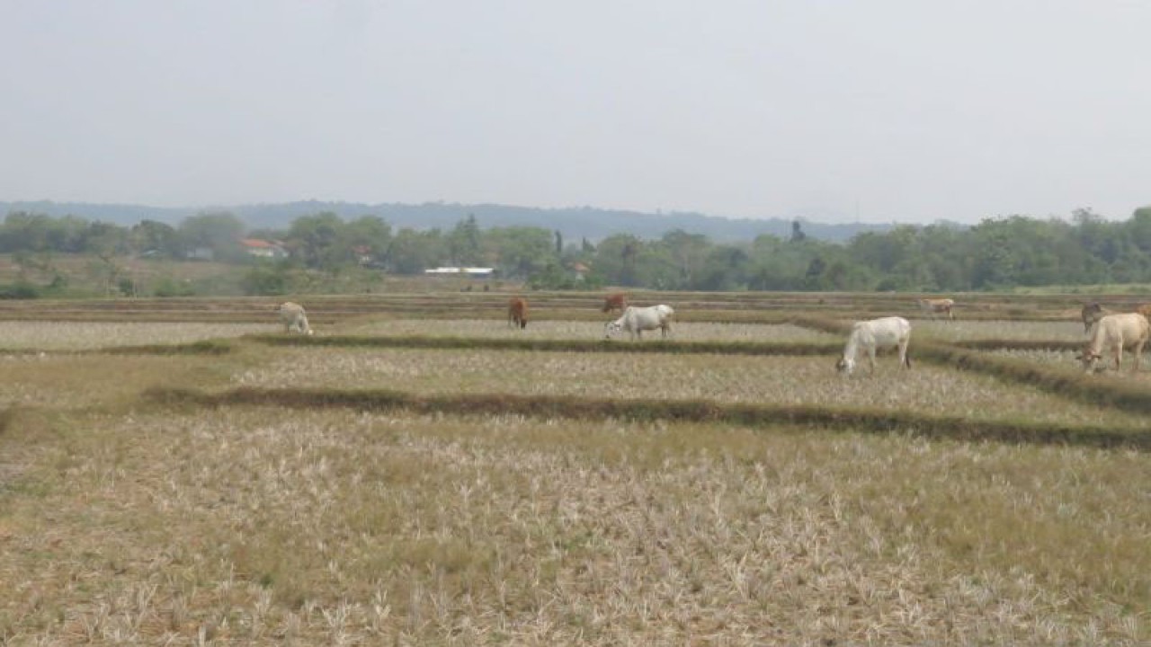 Lahan pertanian di wilayah Kabupaten Bogor, Jawa Barat. (ANTARA/M Fikri Setiawan)