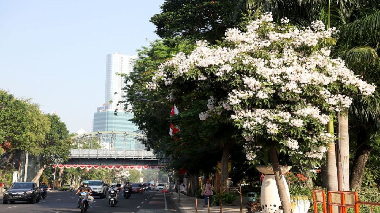 Bunga Tabebuya kembali bermekaran di sepanjang pinggir jalan protokol Kota Surabaya pada Juli 2023. (ANTARA/HO-Diskominfo Surabaya)