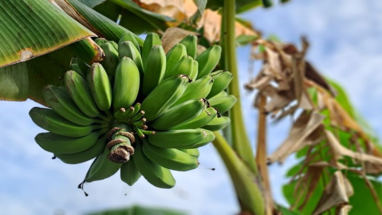 Tanaman pisang kepok pontia yang dikembangkan di Kayong Utara, Kalimantan Barat. ANTARA/HO-Rizal. (Teofilusianto Timotius)