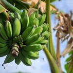 Tanaman pisang kepok pontia yang dikembangkan di Kayong Utara, Kalimantan Barat. ANTARA/HO-Rizal. (Teofilusianto Timotius)-1692699761