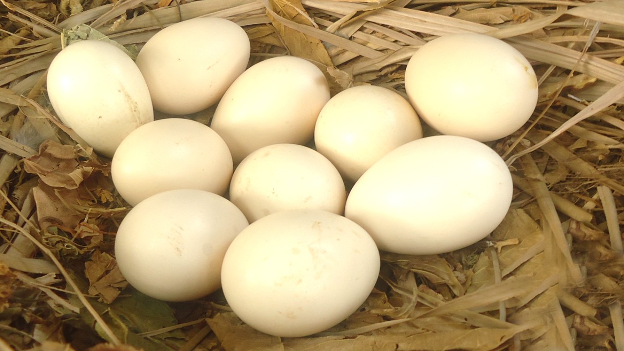Telur ayam kampung (net)