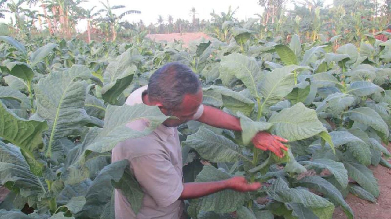 Petani memeriksa daun tembakau di Aceh Besar, Senin (7/8/2023). ANTARA/M Haris SA