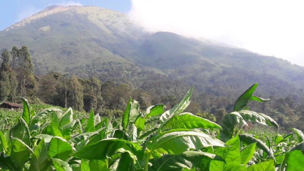 Tanaman tembakau di Kledung, Kabupaten Temanggung. ANTARA/Heru Suyitno