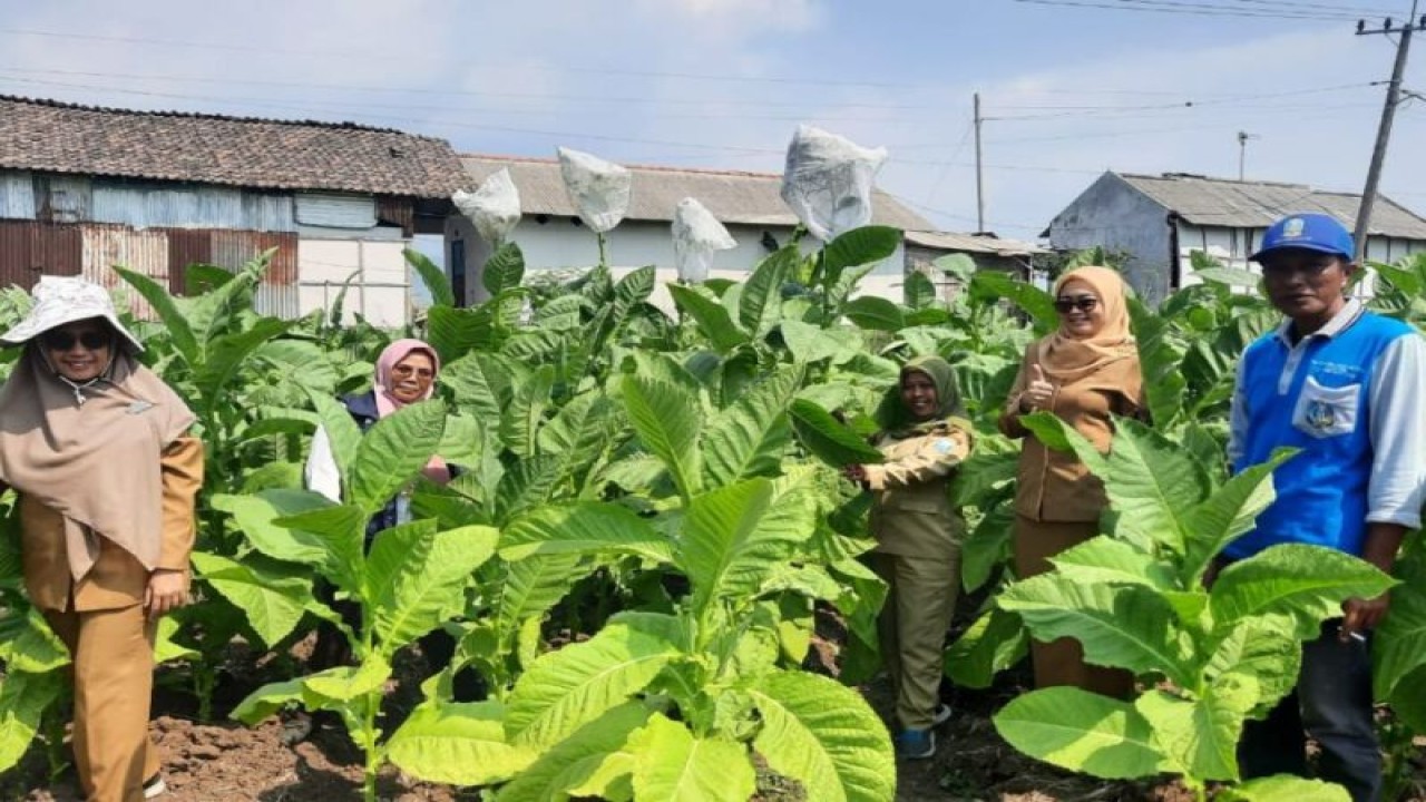 Dinas Pertanian Kabupaten Probolinggo melakukan pemantauan tembakau di Kebun Benih Sumber Tembakau Paiton VO di kabupaten setempat, Selasa (22/8/2023). ANTARA/HO-Diskominfo Kabupaten Probolinggo