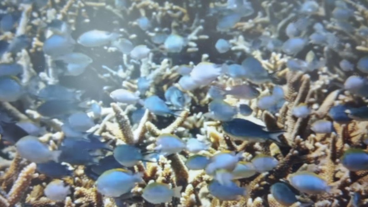 Keberhasilan restorasi terumbu karang Program Sheba Hope Reef di pesisir Pulau Bontosua, Desa Mattiro Bone, Kecamatan Liukang Tupabbiring, Kabupaten Pangkep, Sulsel mampu meningkatkan populasi ikan dan makin beragam jenis ikan yang tumbuh di sekitarnya. ANTARA/HO-Sheba Hope Reef