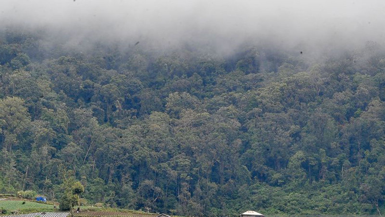 Suasana pemandangan kawasan Taman Nasional Kerinci Seblat (TNKS) yang sebagian lahannya telah beralih fungsi menjadi ladang perkebunan terlihat dari Kayu Aro Barat, Kerinci, Jambi, Rabu (14/12/2022). Alih fungsi kawasan lindung menjadi perladangan ilegal dalam kawasan taman nasional setempat terus terjadi dan bertambah luas dalam beberapa tahun terakhir. ANTARA FOTO/Wahdi Septiawan/rwa.