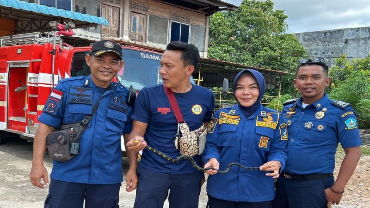Tim UPT Damkar Bintan Timur, Kabupaten Bintan, Kepri mengamankan ular air bakau masuk ke pemukiman warga sekitar, Rabu (9/8/2023). (ANTARA/HO-UPT Damkar Bintan Timur)