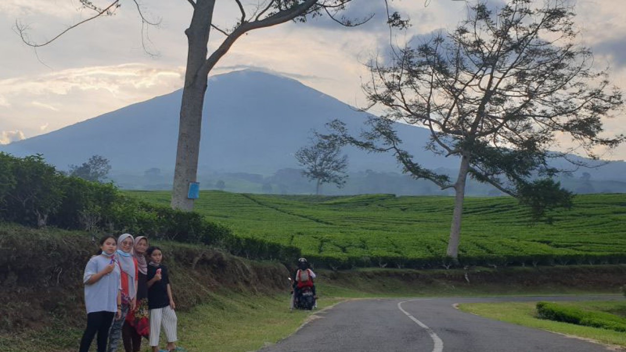 Wisatawan lokal berfoto di kebun teh sekitar Gunung Dempo Pagaralam. (ANTARA/Yudi Abdullah/23)