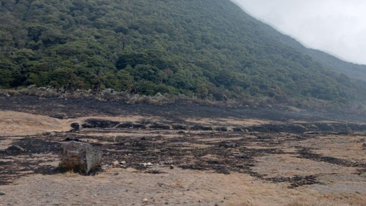 Padang rumput yang terkabar di Alun-alun Surayakancana Gunung Gede-Pangarango, menghitam setelah api berhasil dipadamkan petugas gabungan, Senin malam.(ANTARA/Ahmad Fikri). (Ahmad Fikri)