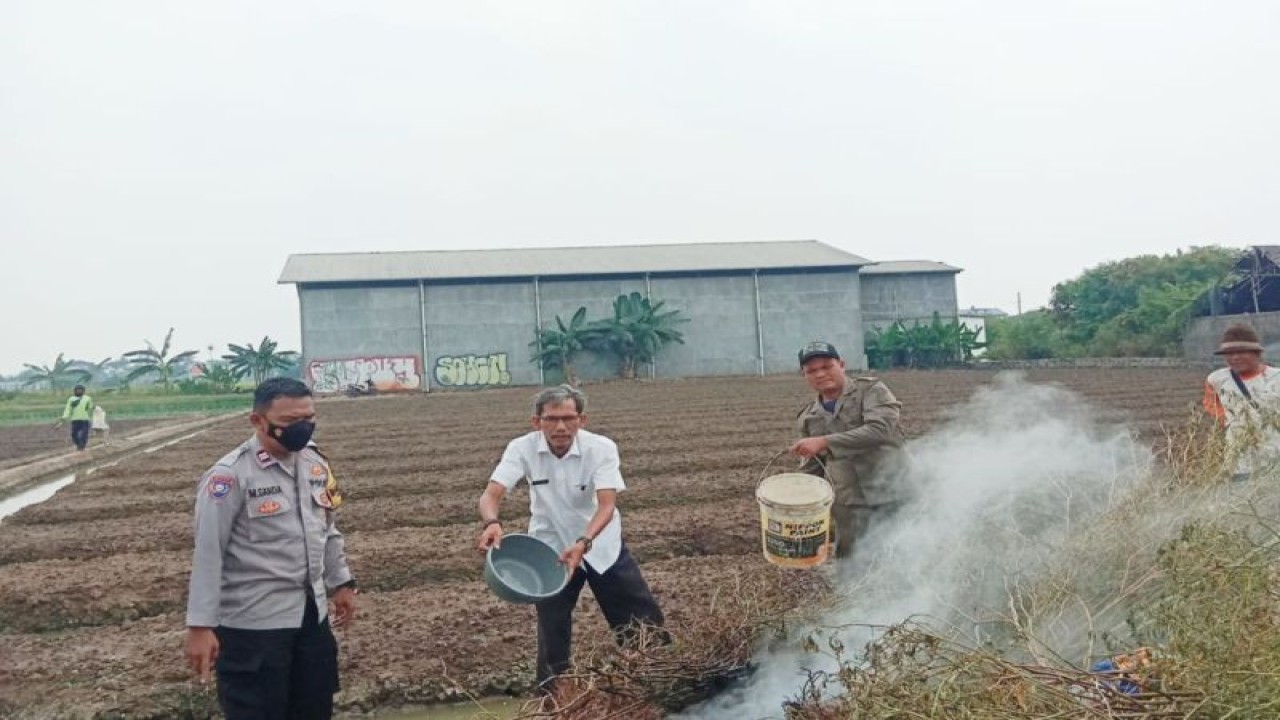 Aparat kelurahan bersama TNI dan Polisi memadamkan pembakaran jerami oleh petani di wilayah Belendung, Kecamatan Benda, Kamis. Pemkot imbau warga untuk tidak membakar sampah karena sebabkan polusi dan berdampak kebakaran. Pemkot juga ingatkan warga, ada sanksi jika melanggar. ANTARA/HO/Pemkot Tangerang