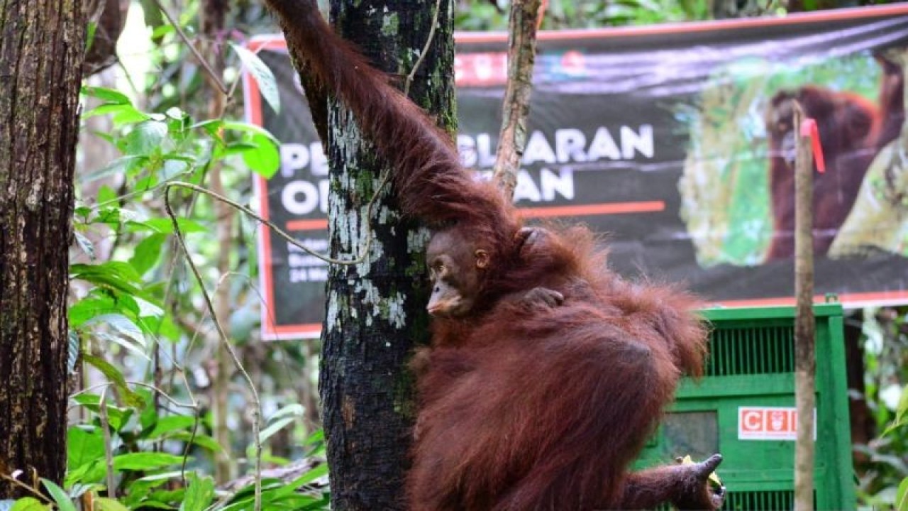 Arsip - Orang Utan Kalimantan. (ANTARA/HO-BKSDA Kaltim)