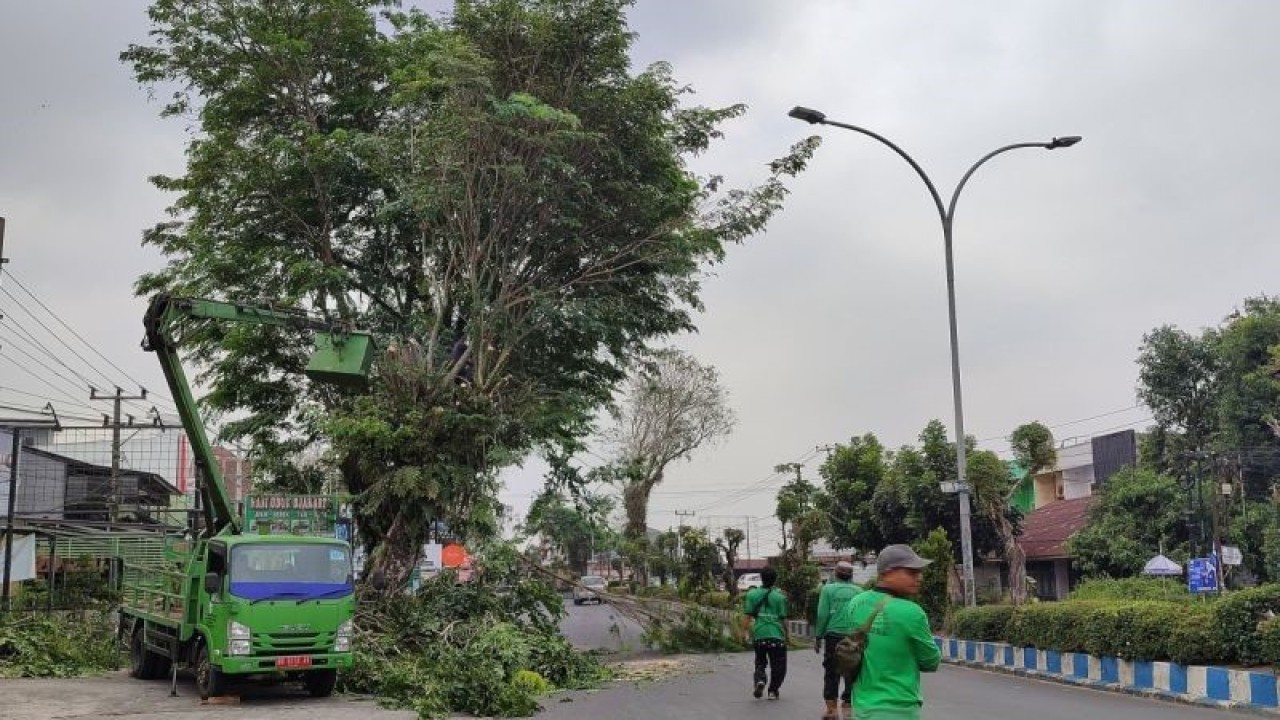 Dinas Lingkungan Hidup (DLH) Kota Bengkulu saat memangkas pohon guna antisipasi pohon tumbang akibat angin kencang. (ANTARA/Anggi Mayasari)