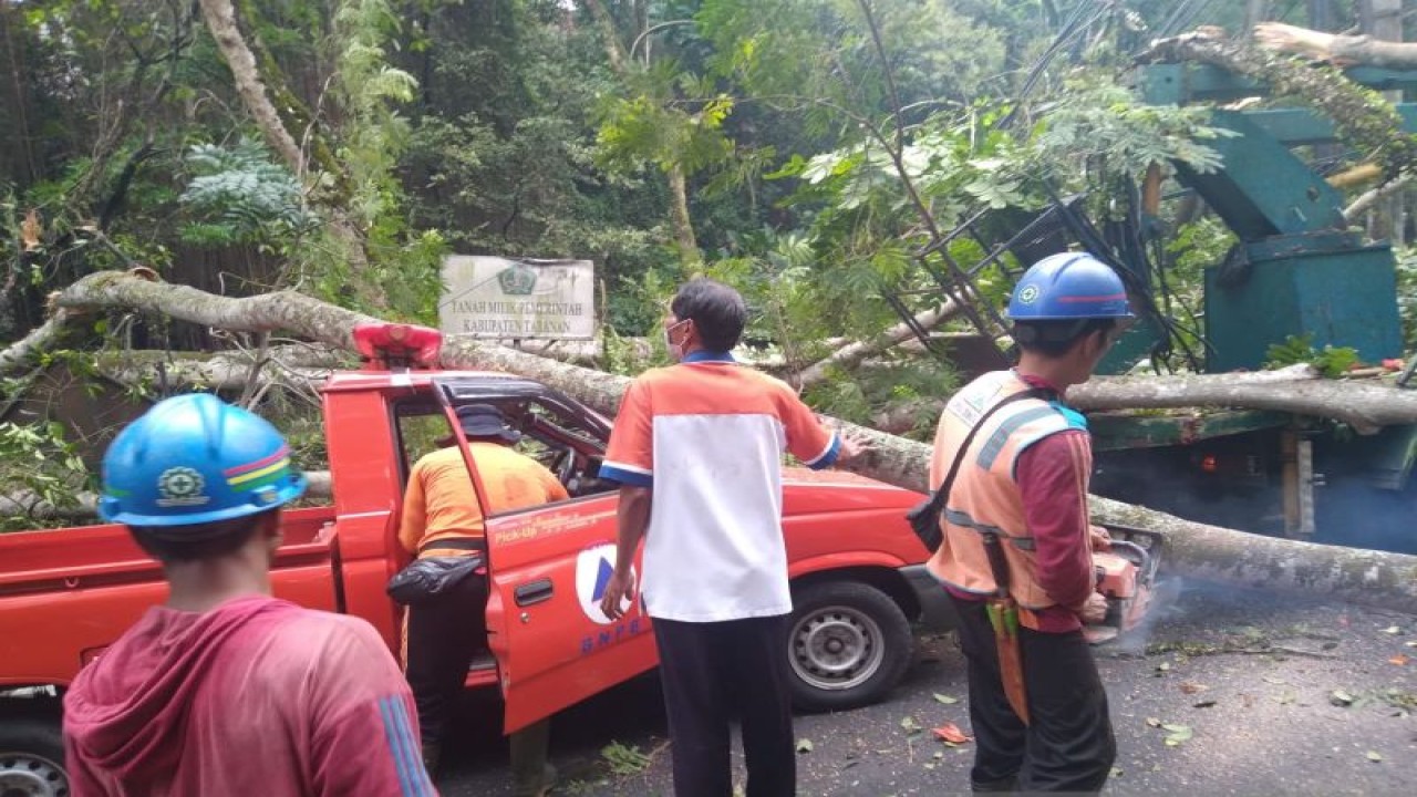 Petugas mengevakuasi mobil BPBD Tabanan yang ikut terpimpa pohon tumbang di kawasan Hutan Kota Jalur Denpasar-Gilimanuk di Tabanan, Bali, Rabu (13/9/2023). FOTO ANTARA/HO-BPBD Tabanan