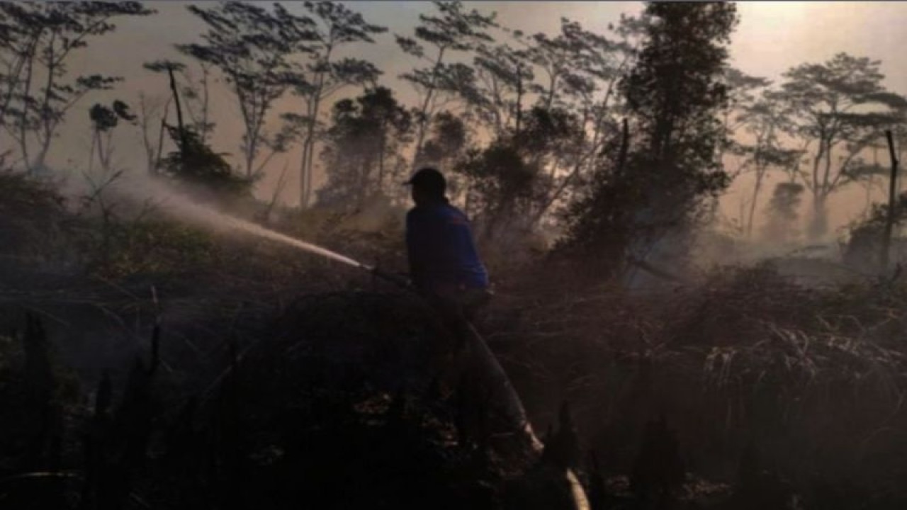 Petugas Badan Penanggulangan Bencana Daerah (BPBD) Kabupaten Tapin memadamkan api yang melanda hutan konservasi bekantan di Desa Lawahan, Kecamatan Tapin Selatan, Kalimantan Selatan pada Kamis (21/9/2023) malam. (ANTARA/HO-BPBD Tapin)