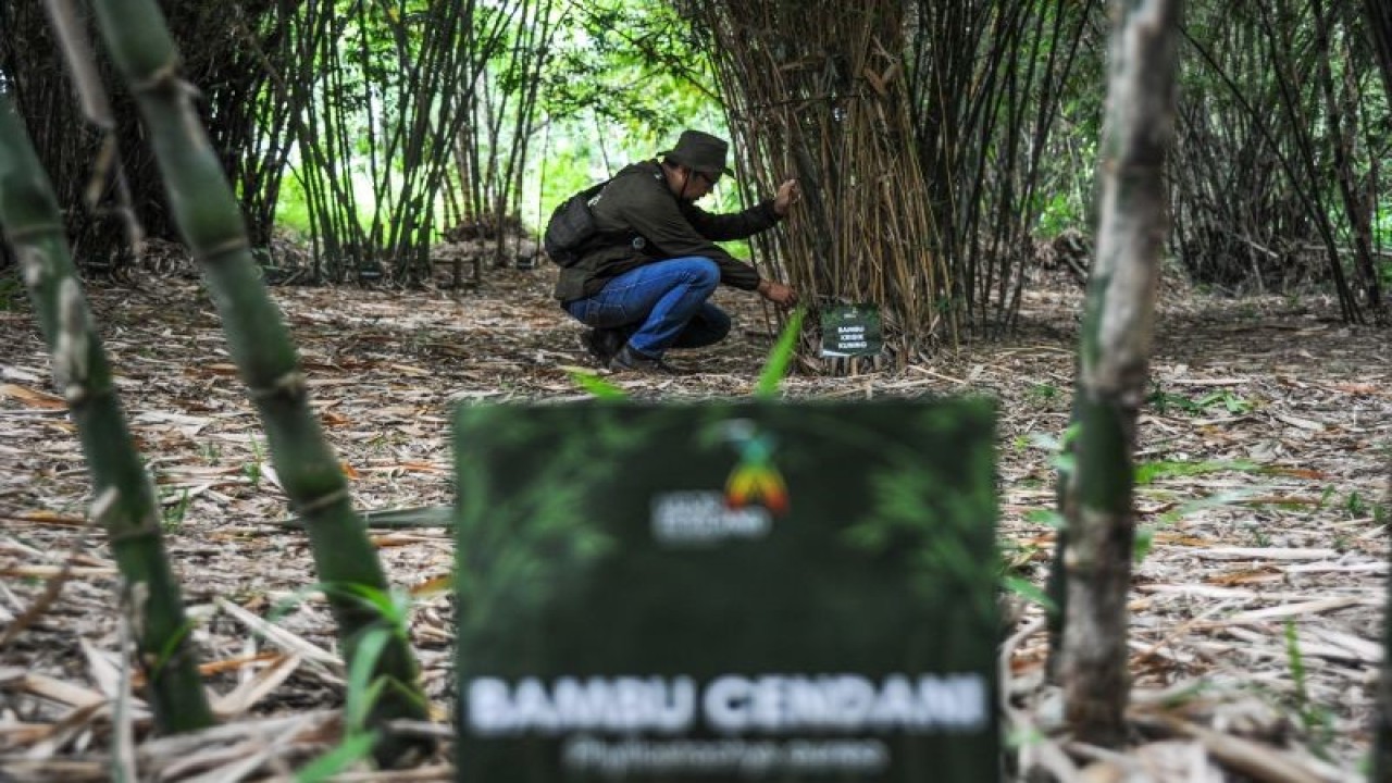 Petugas merawat bambu di arboretum bambu di Udjo Ecoland, Cimenyan, Kabupaten Bandung, Jawa Barat, Senin (6/2/2023). Udjo Ecoland merupakan area agrowisata yang di inisiasi oleh Saung Angklung Udjo dan melibatkan masyarakat untuk berpartisipasi terkait konservasi bambu serta pengolahan sampah terpadu, wisata pertanian dan peternakan. ANTARA FOTO/Raisan Al Farisi/foc. (ANTARA FOTO/RAISAN AL FARISI)