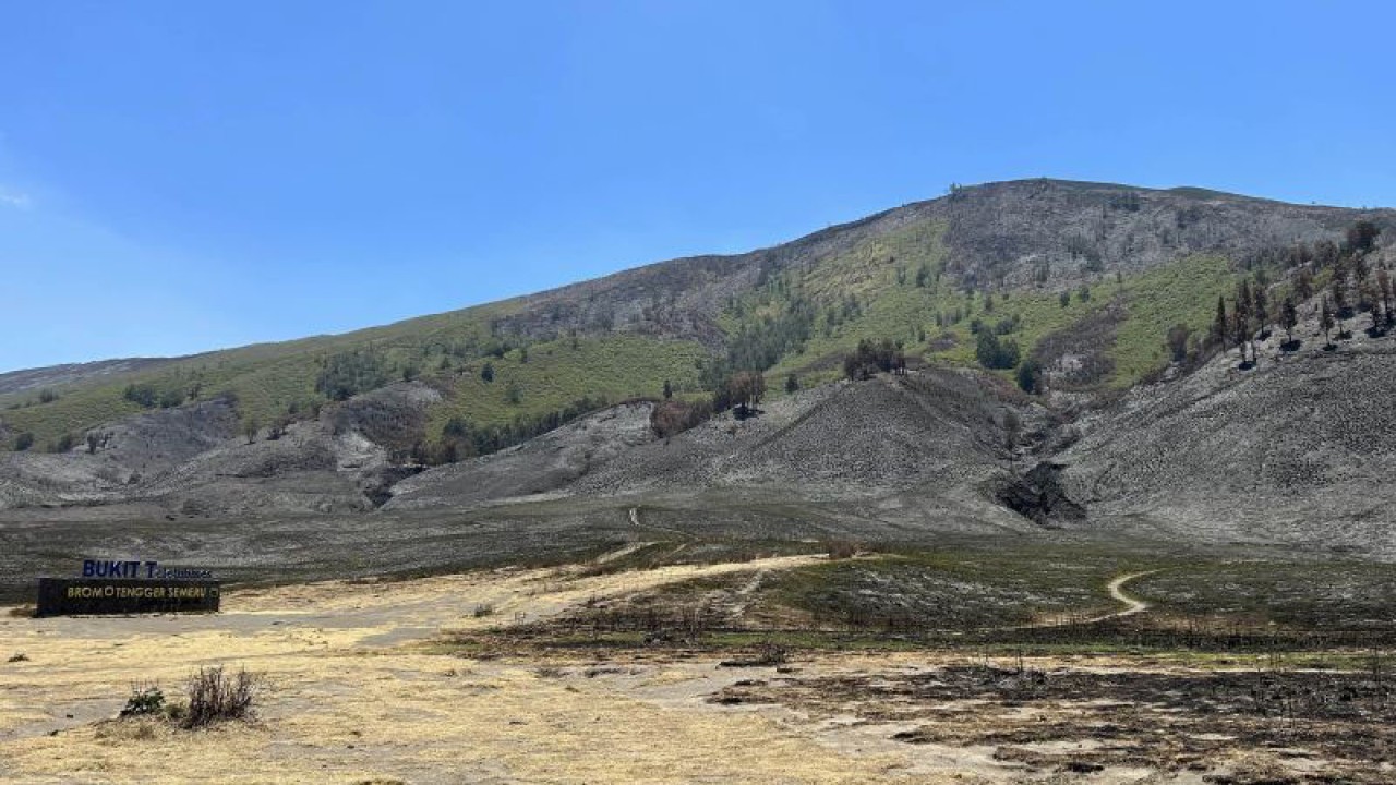 Kondisi Blok Savana Lembah Watangan atau yang dikenal dengan sebutan Bukit Teletubbies di Kabupaten Probolinggo, Provinsi Jawa Timur, pada Kamis (21/9/2023), setelah kebakaran lahan melanda area tersebut. (ANTARA/Vicki Febrianto)