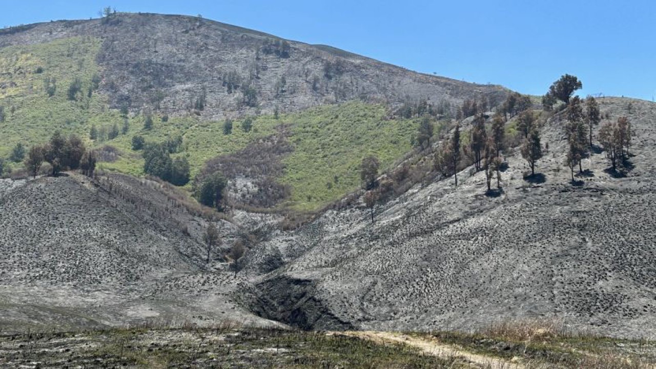 Kondisi Blok Savana Lembah Watangan atau yang dikenal dengan Bukit Teletubbies, di Kabupaten Probolinggo, Jawa Timur, pascakebakaran, Kamis (21/9/2023). (ANTARA/Vicki Febrianto)