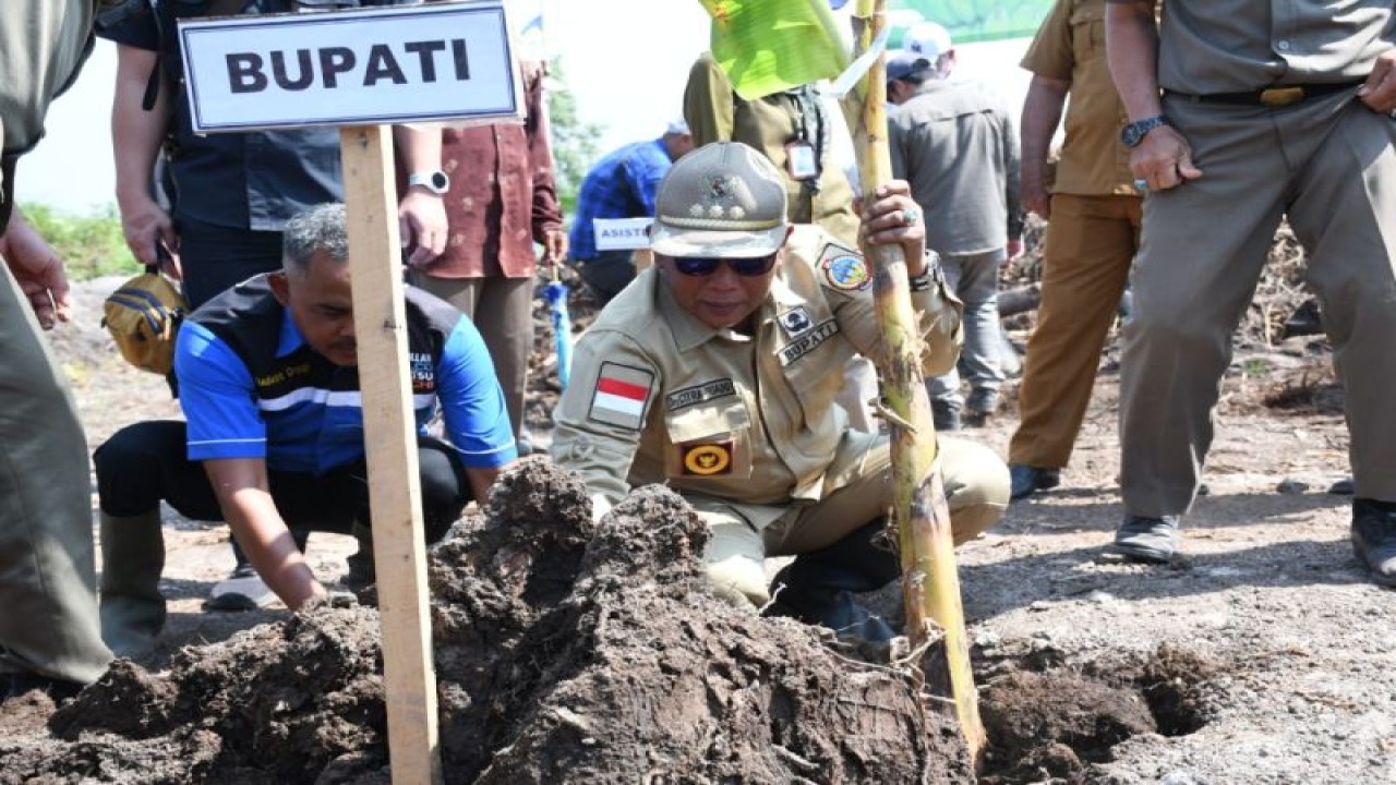 Bupati Citra Duani menanam pisang kepok sebagai upaya pengembangan sektor pertanian di Desa Riam Berasap, Kecamatan Sukadana, wilayah Kabupaten Kayong Utara, Kalimantan Barat. ANTARA/HO-Rizal (Teofilusianto Timotius)