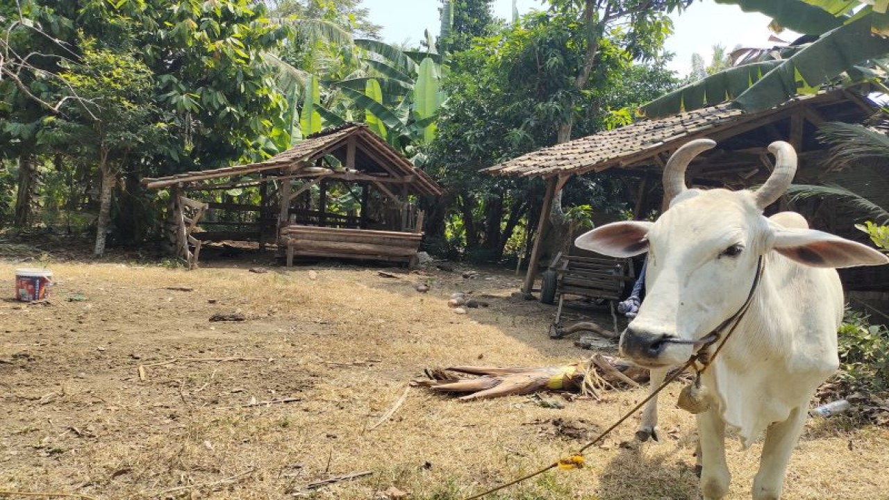 FOTO ARSIP - Ternak sapi yang dimiliki masyarakat di Kabupaten Lampung Selatan. FOTO ANTARA/Ruth Intan Sozometa Kanafi.