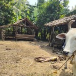 Disnakeswan: Pemberian vitamin jaga kesehatan ternak di musim kering-1693708203