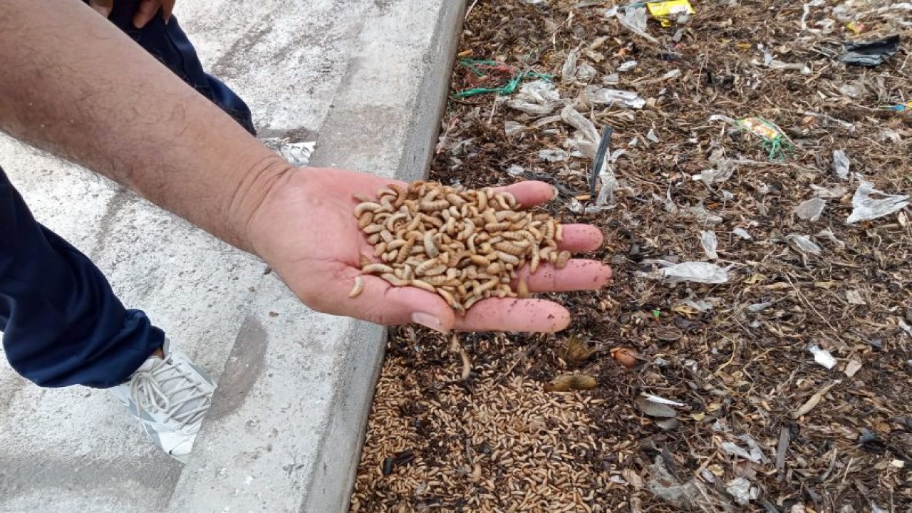 Pengurangan sampah melalui budi daya maggot di Mataram Maggot Ceter (MCC) di Kebon Talo Ampenan Kota Mataram, Provinsi Nusa Tenggara Barat. (ANTARA/Nirkomala)