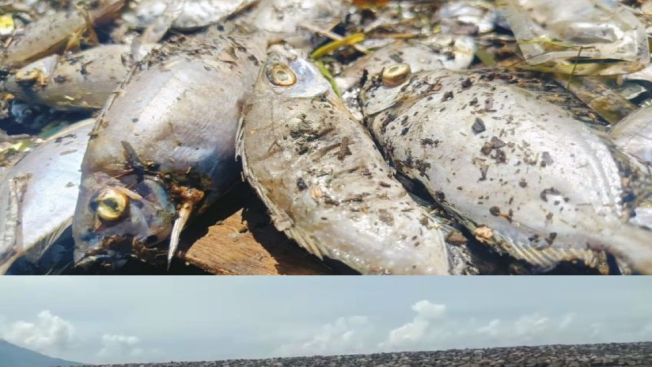 Bangkai-bangkai ikan terdampar di daerah pesisir pantai di Kelurahan Sasa, Kecamatan Ternate Selatan, Kota Ternate, Provinsi Maluku Utara, Senin (11/9/2023). (ANTARA/Abdul Fatah)