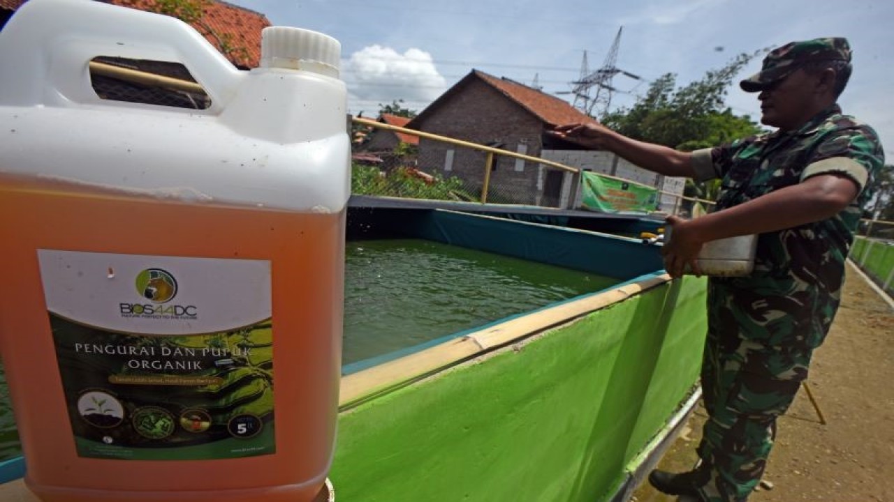 Wakil Kepala Desa (Babinsa) Pelda Kuncoro memberi pakan ikan lele di Peternakan Lele Sistem Bioflok di Kampung Balebatu, Serang, Banten, Senin (30/1/2023). Sejumlah personel Babinsa di Lingkungan Kodam III Siliwangi terlibat aktif dalam upaya peningkatan ketahanan pangan dan kemandirian ekonomi nasional dengan membina masyarakat untuk melakukan usaha-usaha kreatif seperti budidaya lele, peternakan ayam, dan budidaya jamur. ANTARA FOTO/Asep Fathulrahman/aww (ANTARA FOTO/ASEP FATHULRAHMAN)