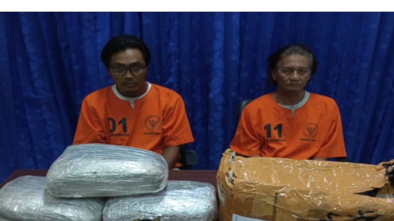 Dokumentasi- Pelaku pengedar narkotika ganja yang diamankan BNNP Bali di Denpasar, Senin (18/9/2023). ANTARA/Ho-BNNP Bali