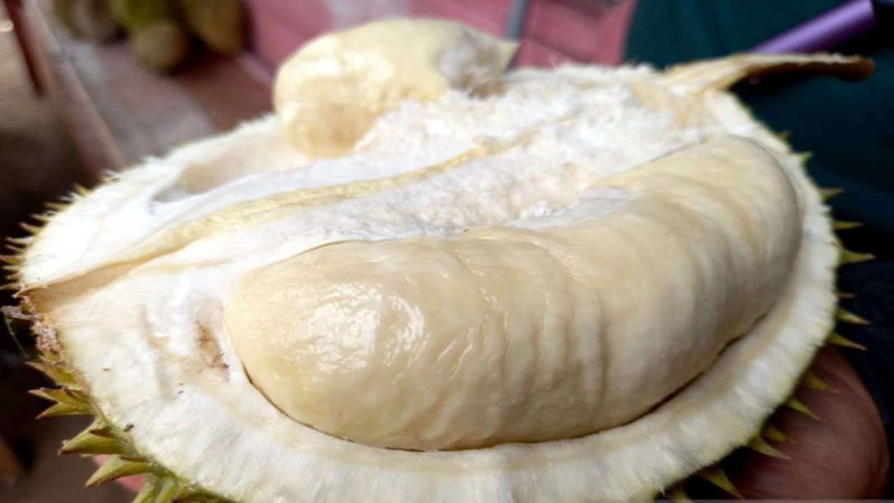 Komoditas Durian Susu asal Desa Papulangi, Kecamatan Tolinggula, Kabupaten Gorontalo Utara, Provinsi Gorontalo yang diminati pasar lokal dan Nusantara. ANTARA/Susanti Sako
