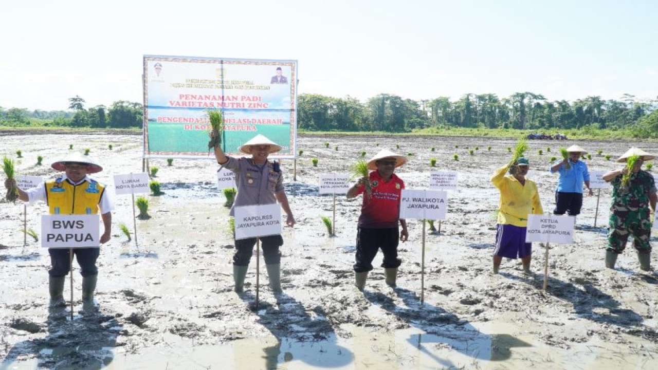 Penjabat Wali Kota Jayapura Frans Pekey (tengah) saat menanam padi jenis Inpari IR Zinc di Distrik Muara Tami, Selasa (12/9) (ANTARA/HO-Humas Pemkot Jayapura)