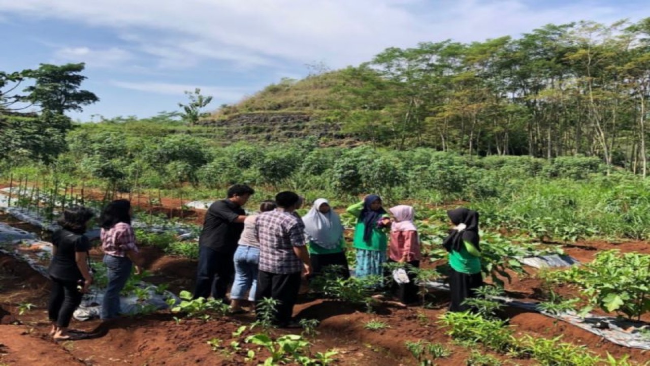 Petani di Tepus, Kabupaten Gunungkidul, siaga serangan monyet ekor panjang. ANTARA/HO-Dokumen DPP Gunungkidul