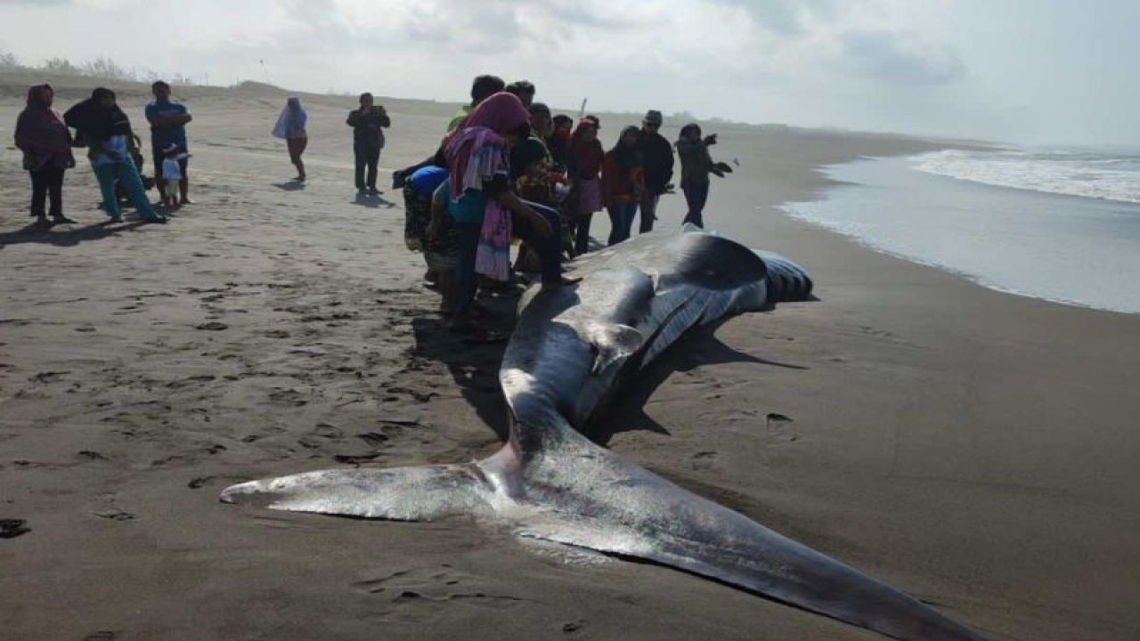 Hiu tutul terdampar di pantai selatan Purworejo, Jawa Tengah, Jumat (8/9/2023), jadi tontonan warga. ANTARA/HO