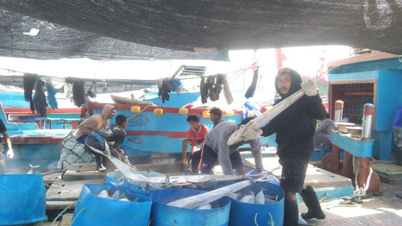 Arsip foto - Sejumlah pekerja menurunkan muatan berupa ikan di Pelabuhan Umum Benoa, Denpasar, Bali, Rabu (10/5/2023) ANTARA/Dewa Ketut Sudiarta Wiguna