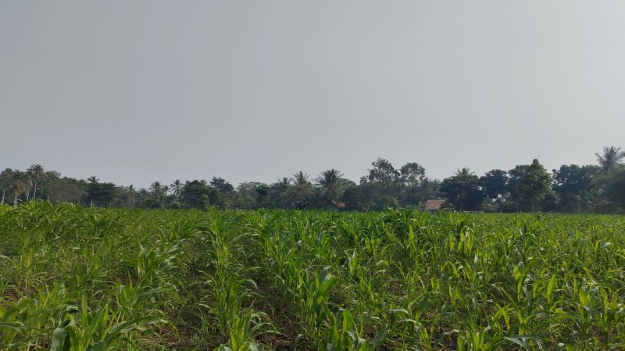 Lahan pertanian jagung milik warga yang ada di Kabupaten Lampung Selatan saat musim kemarau. ANTARA/Ruth Intan Sozometa Kanafi.