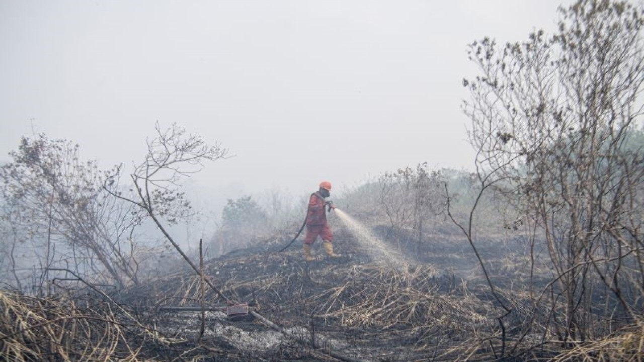 Arsip Foto. Petugas Manggala Agni memadamkan kebakaran lahan gambut di Desa Jungkal, Kecamatan Pampangan, Ogan Komering Ilir, Sumatera Selatan, Selasa (19/9/2023). Asap akibat kebakaran lahan di daerah itu tertiup angin sampai ke wilayah Jambi. (ANTARA FOTO/NOVA WAHYUDI)