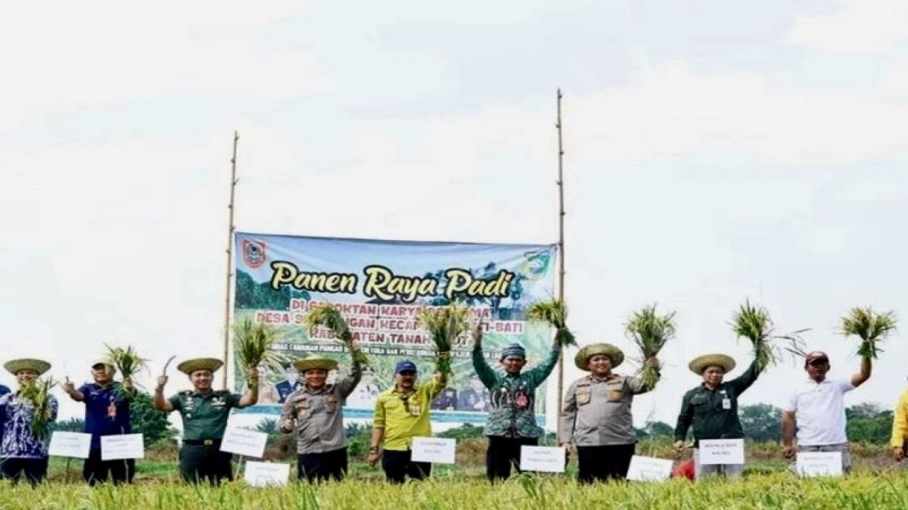 Pemerintah Provinsi Kalimantan Selatan (Kalsel) melakukan panen padi serentak, di Kabupaten Tanah Laut, Kalimantan Selatan, beberapa waktu lalu. (ANTARA/HO-Pemprov Kalsel)