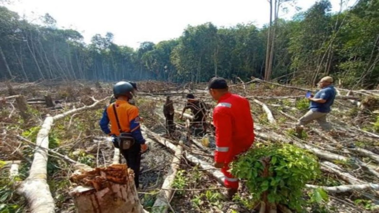Kegiatan pembukaan lahan di kawasan hutan Tabalong. (ANTARA/HO-KPH Tabalong)