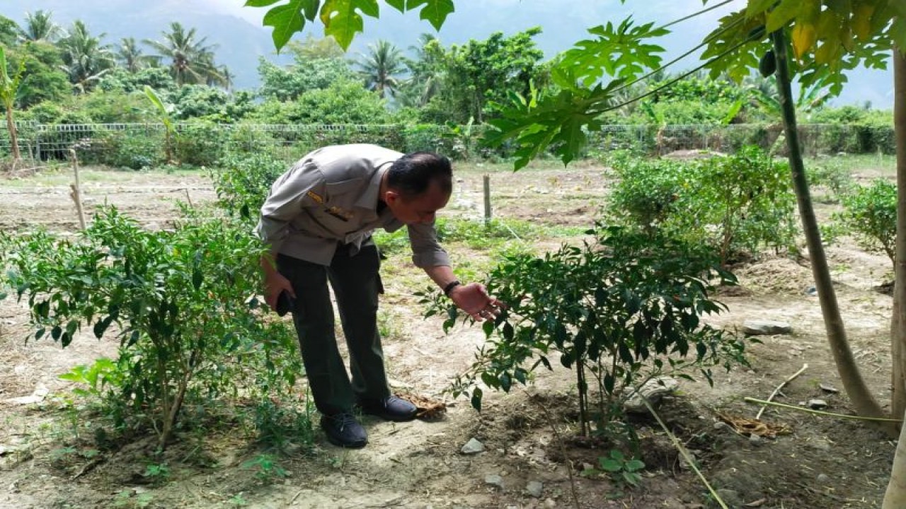 Staf Khusus Menteri Bidang Komunikasi Pembangunan Pertanian Kementan RI Yesiah Ery Tamalagi melihat tanaman pertanian di Sekolah Sukma Bangsa Sigi, di Kabupaten Sigi, Rabu (20/9/2023). ANTARA/HO-Dokumentasi Sekolah Sukma Bangsa Sigi