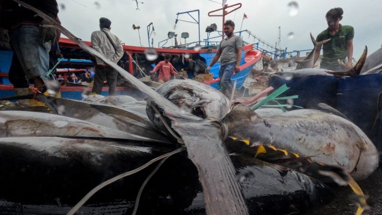 Pekerja memindahkan ikan tuna hasil tangkapan nelayan dari kapal di Pelabuhan Muara Baru, Jakarta, Rabu (28/12/2022). ANTARA FOTO/Wahyu Putro A/foc.