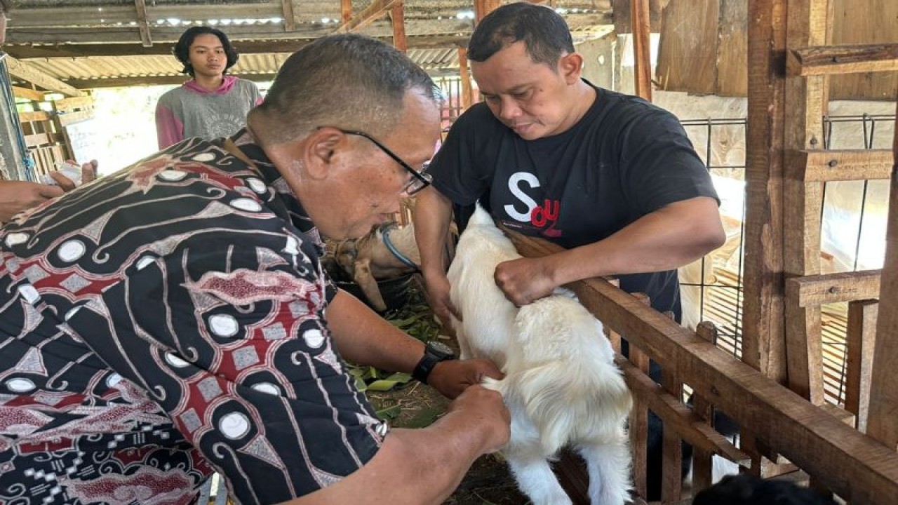 Sub Koordinator Produksi dan Kesehatan Hewan Bidang Peternakan Dispertan Kudus Sidi Pramono tengah menyuntikkan vaksin PMK ke hewan ternak kambing di peternak di Desa Tanjungkarang, Kecamatan Jati, Kabupaten Kudus. (ANTARA/HO-Dispertan Kudus.)