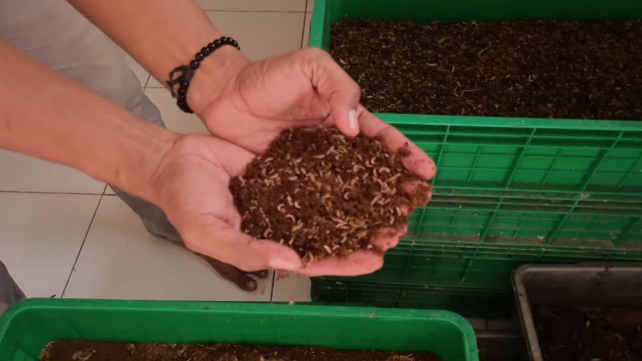 Koordinator Rumah Maggot Supriyatin memegang maggot yang siap panen di Rumah Maggot, Rawasari, Cempaka Putih, Jumat (8/9/2023). Selain mengurai sampah, maggot juga dapat menjadi pakan alternatif untuk ternak karena tinggi protein. (ANTARA/Hana Kinarina)