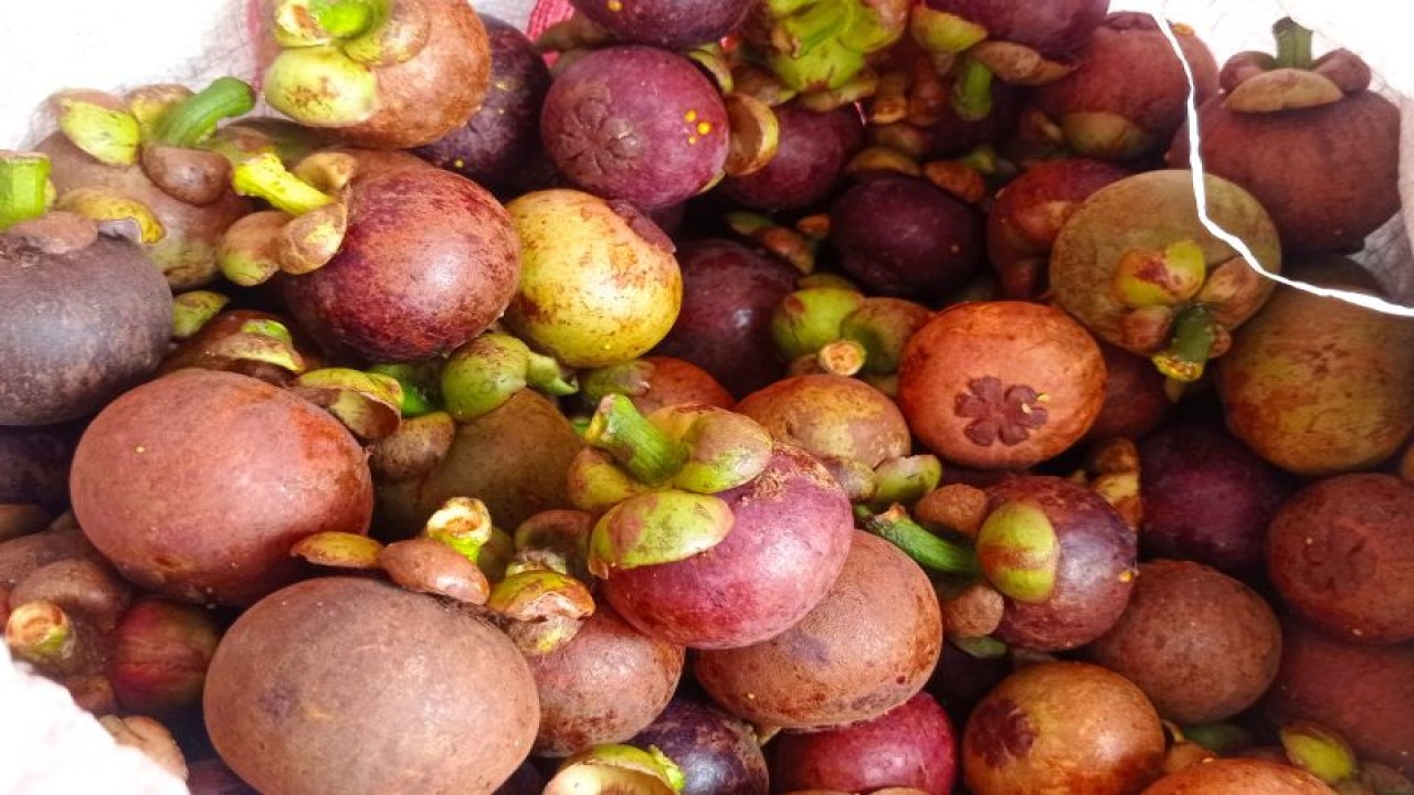 Buah manggis (garcinia mangostana) hasil budi daya petani Kabupaten Lebak, Banten menembus ekspor ke pasar mancanegara melalui jasa perusahaan dari Jakarta.ANTARA/Mansur